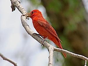 Summer Tanager